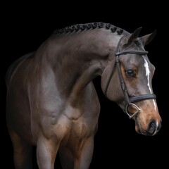 Obraz premiumElegant horse portrait on black backround. horse head isolated on black. Portrait of stunning beautiful horse isolated on dark background. horse portrait close up on black background.studio shot .