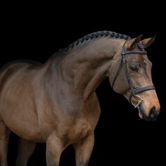 Obraz premiumElegant horse portrait on black backround. horse head isolated on black. Portrait of stunning beautiful horse isolated on dark background. horse portrait close up on black background.studio shot .