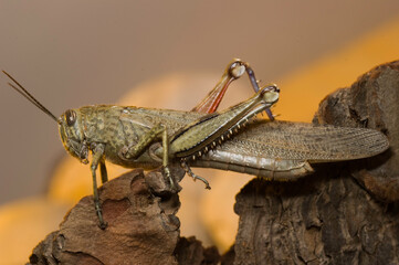 close up of a grasshopper, Anacridium aegyptium, the Egyptian grasshopper or Egyptian locust, belongs to the subfamily Cyrtacanthacridinae. Sassari, Baratz Lake, Alghero, Sardinia, Italy