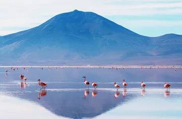 Tuinposter Flamingo in Bolivia © Galyna Andrushko