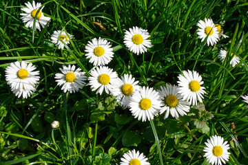 closeup of daisy flowers in a lush grass - 780120152