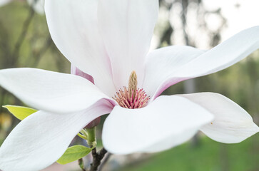 Close-up of white magnolia flowers. Botanical design