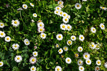closeup of daisy flowers in a lush grass, nature bacground