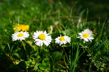 closeup of daisy flowers in a lush grass