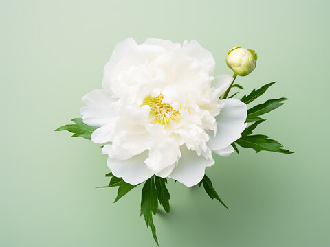 Top view of white elegant peony on green background, ideal for greeting cards