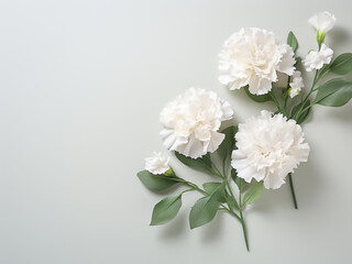 Composition of white carnation and silver green leaves on pastel gray with copy space