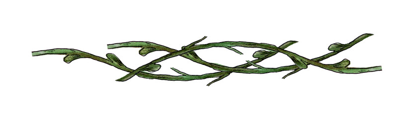  ornamental vine liana interwoven branches design element. watercolor twigs plaited together. Hand drawn watercolor illustration isolated on white background