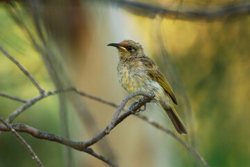 Brown honeyeater (Lichmera indistincta), small brown nectar flower-feeding bird common in eastern Australia. Small brown interesting bird perched on a branch with nice forest background - 780122712