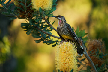 Red Wattlebird - Anthochaera carunculata  is a passerine bird native to southern Australia. Honeyeater with red wattles feeds on flower nectar from Banksia blooms. Beautiful colourful background - 780122715