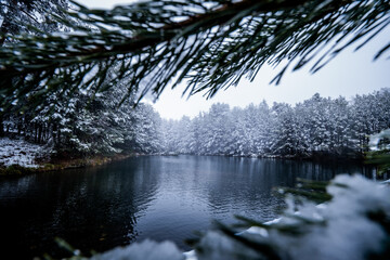 Snow-covered lake hidden among pine branches, surrounded by tall pines in snowy wilderness.