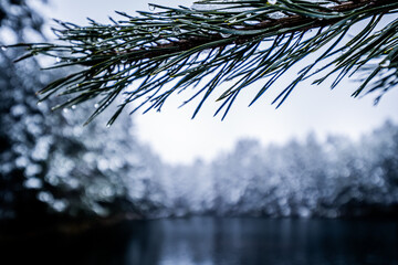 Snowy woodland scene captures pristine lake concealed by snow-covered pine branches.
