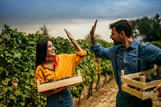 A two workers high five and diligently harvesting grapes in a lush vineyard