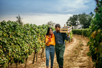 Man and woman using a smartphone immersed in the timeless art of vineyard cultivation