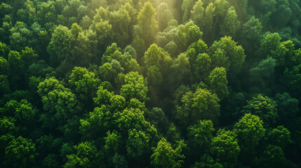 A lush green forest with trees of various sizes and shapes. AI.
