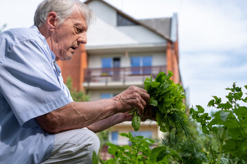 A focused older man engaged in urban farming, selecting herbs outside his home, symbolizing self...