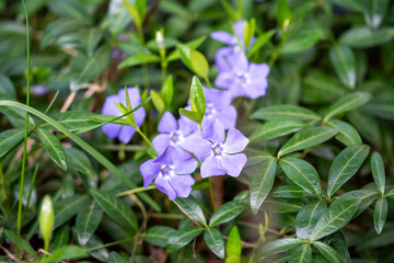 Barwinek pospolity, Common periwinkle