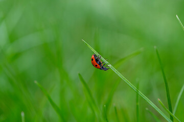 Biedronka na trawie, ladybug