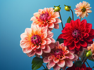 Close-up of dahlia flowers bouquet against blue backdrop with space