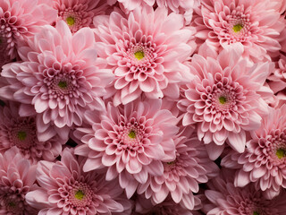 Chrysanthemums in soft pink hue decorate transparent textile in a flat lay arrangement