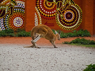 kangoo in the Wrocław zoo 