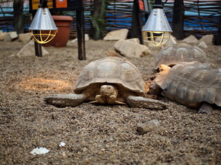 turtle on the sand in the Wrocław zoo  - obrazy, fototapety, plakaty