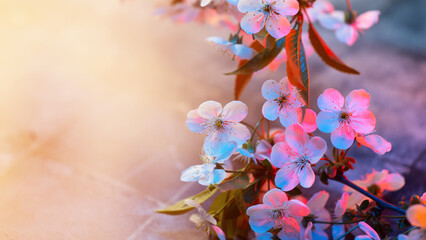 spring wallpaper with blooming white cherry . Colorful backlight and sunlight. Copy space