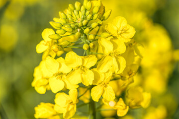 Leuchtend gelbe Rapsfeldblüten in Nahaufnahme