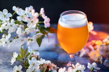 Seasonal spring craft beer glass on the table with blooming white cherry