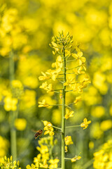 Leuchtend gelbe Rapsfeldblüten in Nahaufnahme