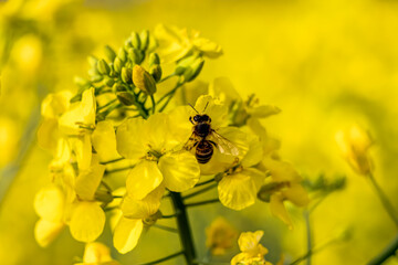 Wildbienen schwirren um leuchtend gelbe Rapsfeldblüten auf der Suche nach Nektar.