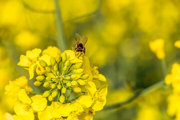 Wildbienen schwirren um leuchtend gelbe Rapsfeldblüten auf der Suche nach Nektar