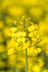 Leuchtend gelbe Rapsfeldblüten in Nahaufnahme