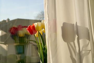 tulips in a window