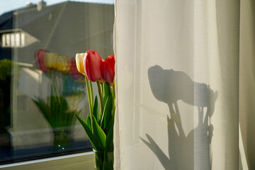tulips in a window