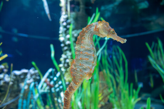 Caballito de mar