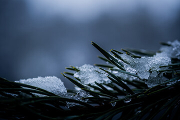 Detailed macro shot, snow-covered pine branch reveals intricate texture with ice crystals.