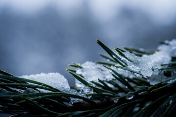 Macro photograph displays snowy pine branch with ice formations against forest backdrop.