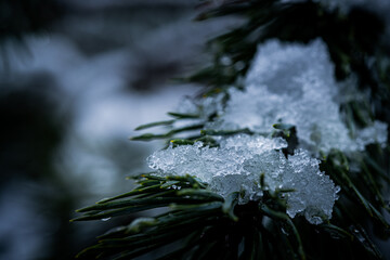 Detailed macro shot displays snow-covered pine branch, accentuating texture and patterns.