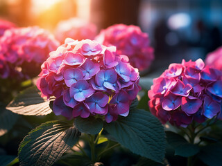 Sunset imbues the garden with a kaleidoscope of colorful hydrangea blooms - obrazy, fototapety, plakaty