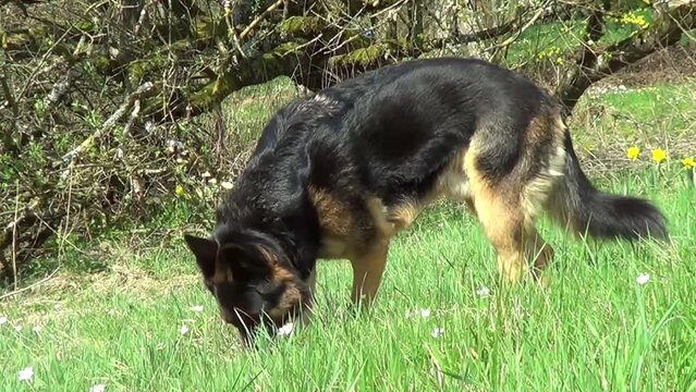 Hund schnuppert im Gras	