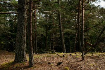 Picturesque photos of nature objects of the Curonian Spit National Park