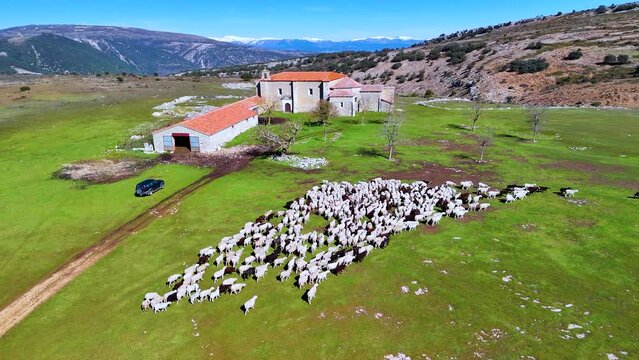 Flock of sheep in the surroundings of the Virgen de la Hoz Hermitage in the Valdivielso Valley. Las Merindades region. Burgos, Castilla y Leon, Spain, Europe