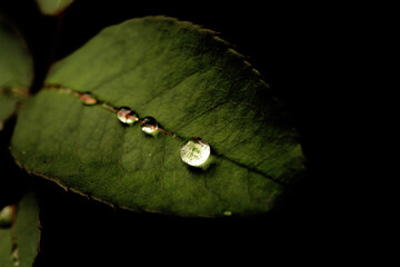 Folha de planta de cor verde com gota de água sobre sua superfície. 
