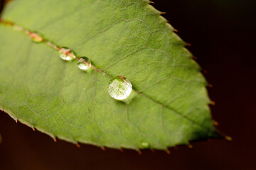 Folha de planta de cor verde com gota de água sobre sua superfície. 