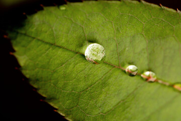 Folha de planta de cor verde com gota de água sobre sua superfície. 
