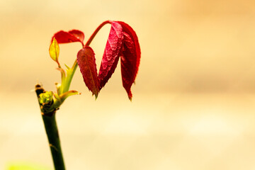 Folha de roseira brotando de cor avermelhada. 