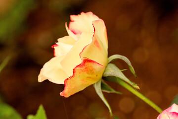 Rosa, flor de cor amarelada. 