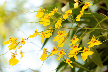 Obraz premium Chuva de ouro flor de cor amarela. 