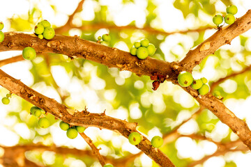 Jabuticaba verde em galho de árvore. 