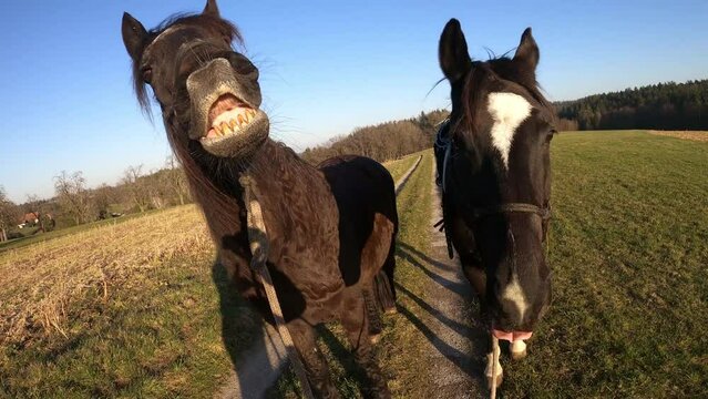 Lustiges Pferd lacht und macht grimassen frontal portrait selfie	